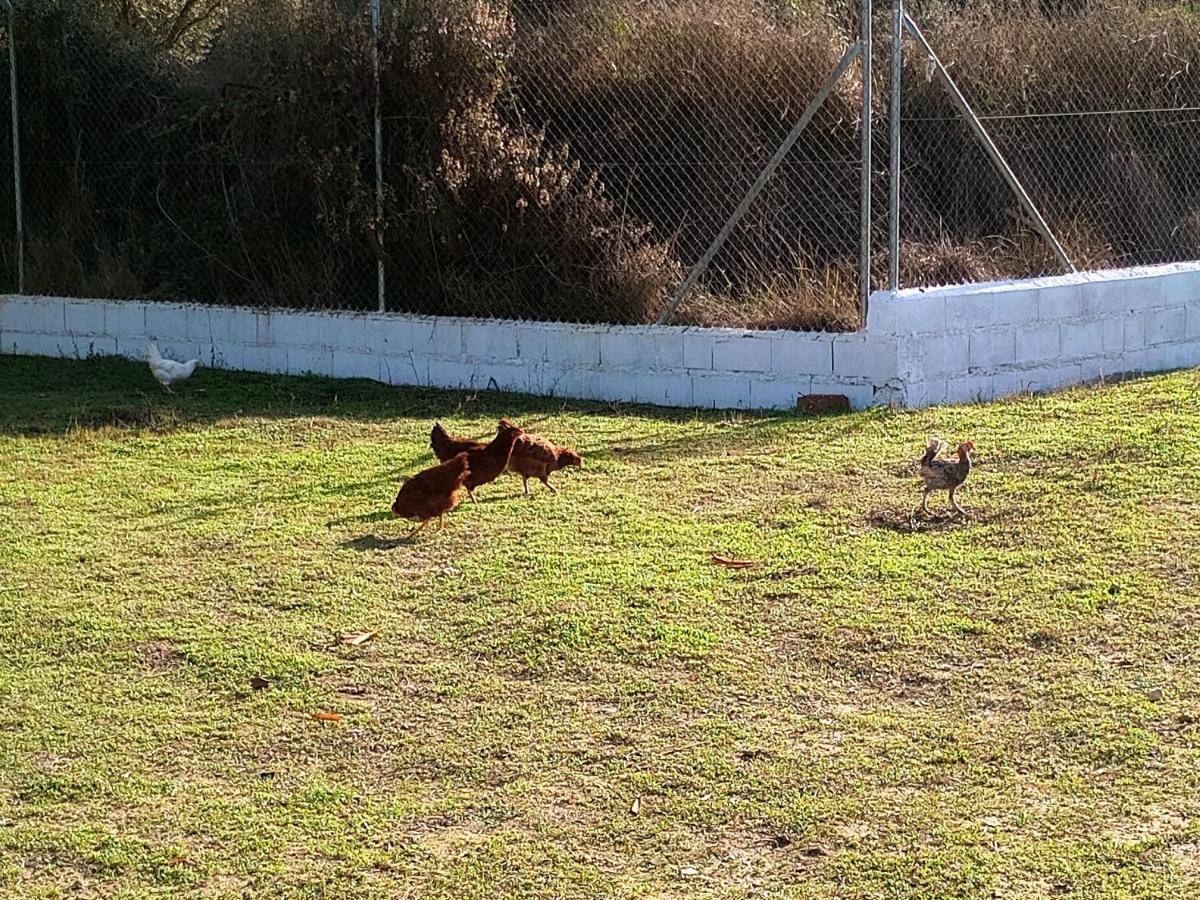 Casa De Campo Los Manueles Ideal Perros Pet Friendly Gojar Luaran gambar