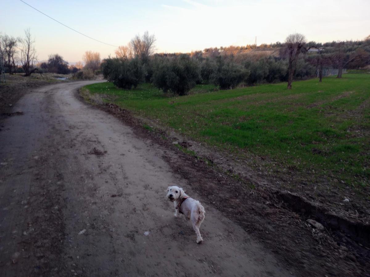 Casa De Campo Los Manueles Ideal Perros Pet Friendly Gojar Luaran gambar